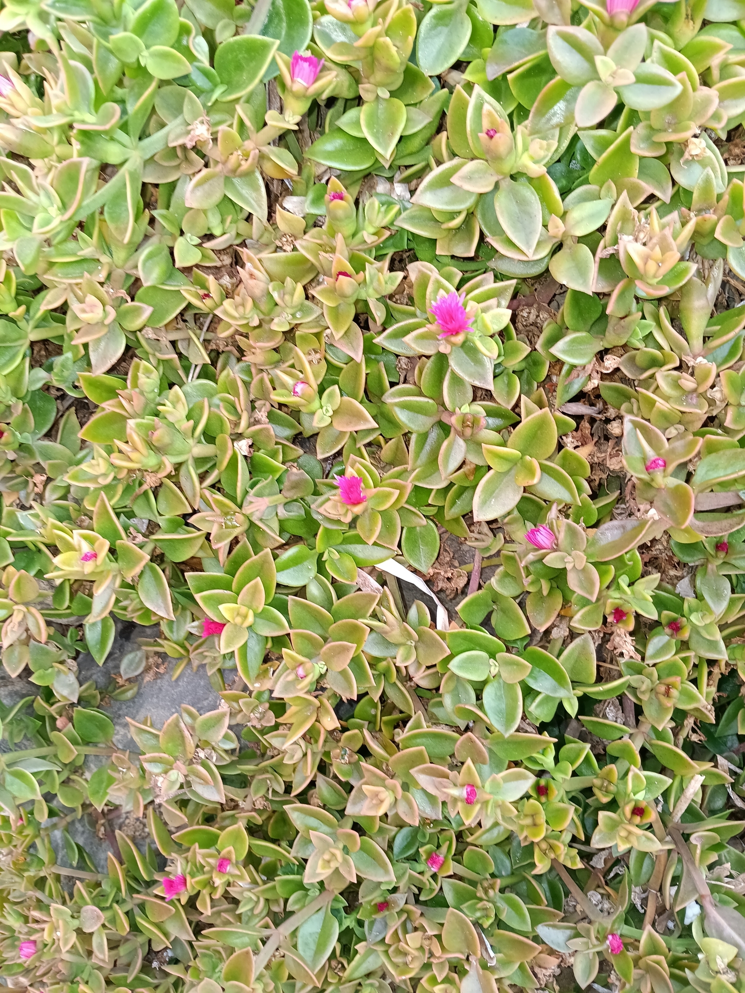 Imagem de Aptenia ou Rosinha-de-sol