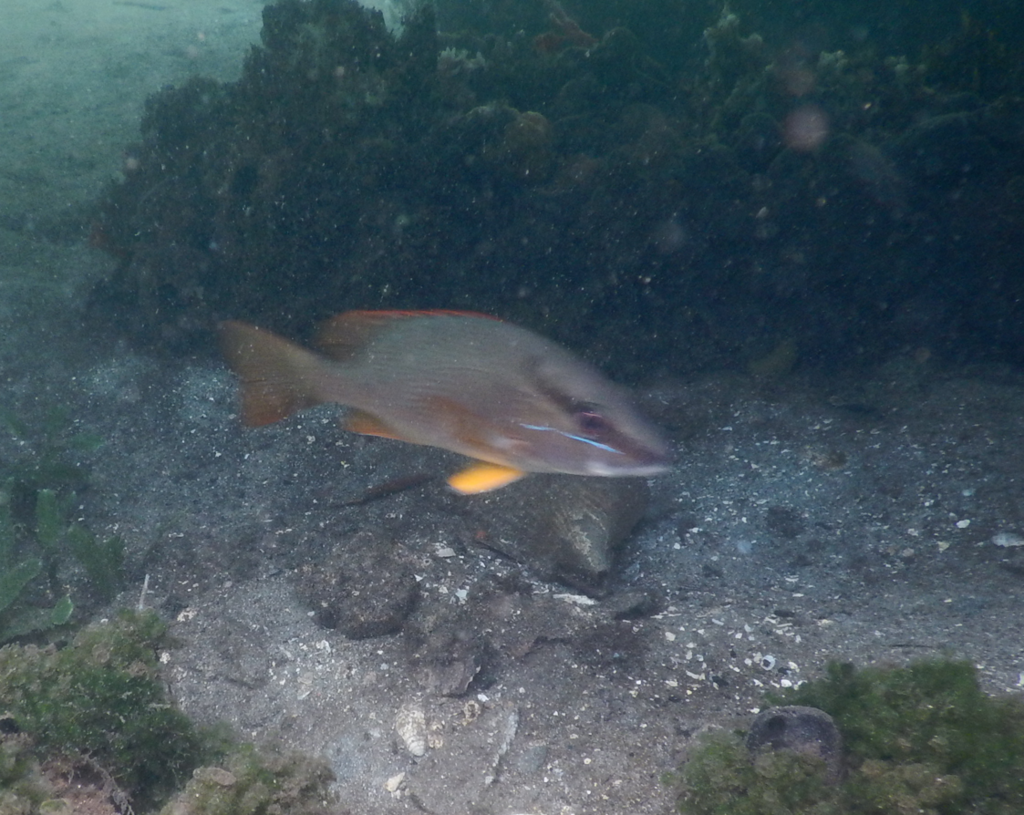 Foto de Pargo prieto (Lutjanus griseus)