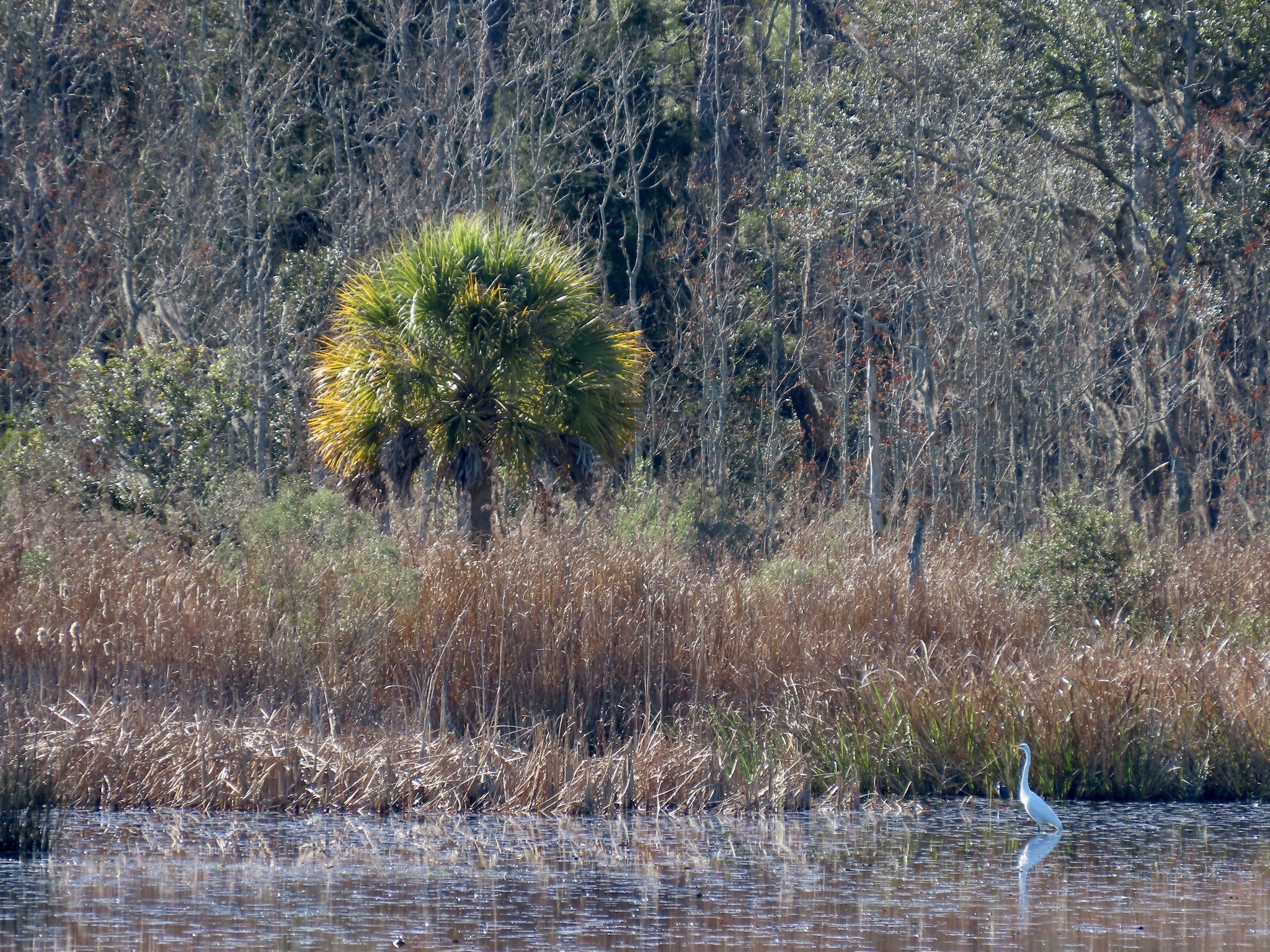 Imagem de Sabal-palmetto