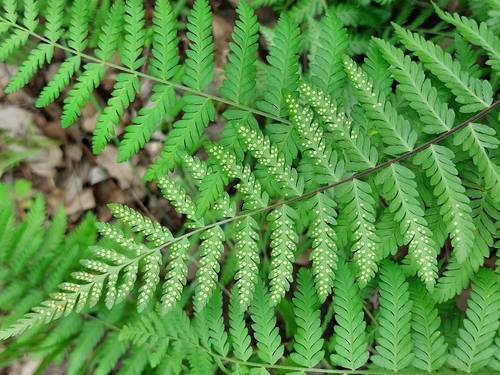 Arthropteris orientalis observed 2025-01-03