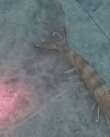 yellowleg shrimp
