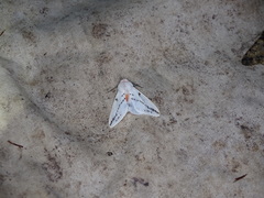 Lemyra rhodophilodes