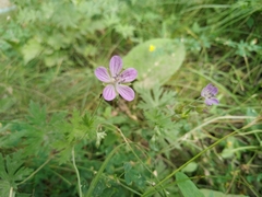 Geranium collinum