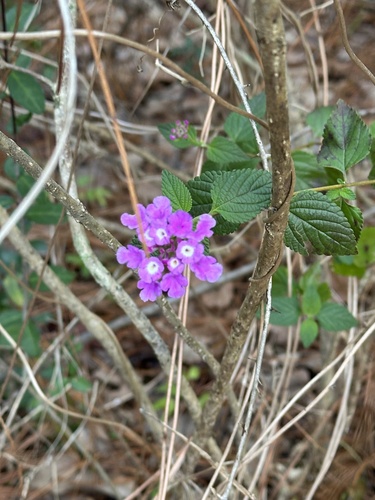 Foto de Canbará