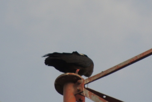 Pseudibis papillosa