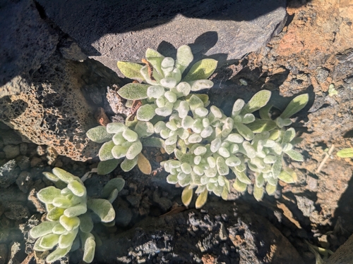 Pseudognaphalium sandwicensium observed 2025-01-02