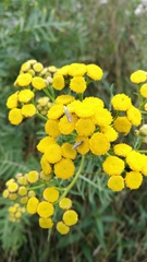 Isophrictis striatella