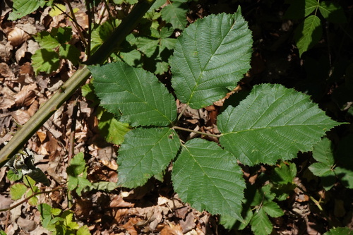 Himalayan giant Blackberry (Rubus praecox)