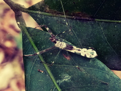 Insecta