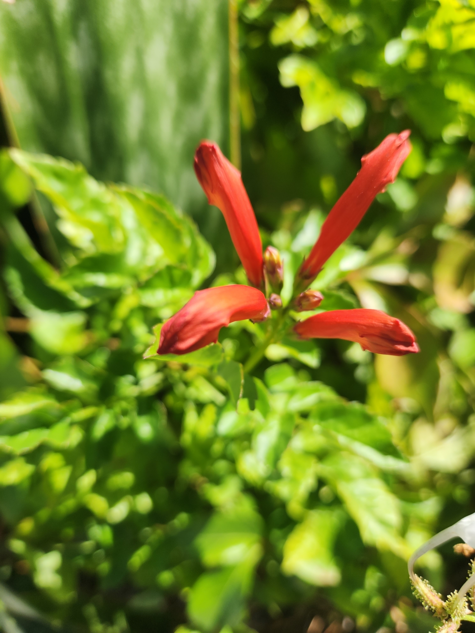 Imagem de Sete-léguas