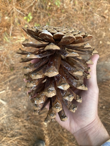 Foto de Pinheiro-de-folhas-longas