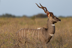 Lesser Kudu photo 1