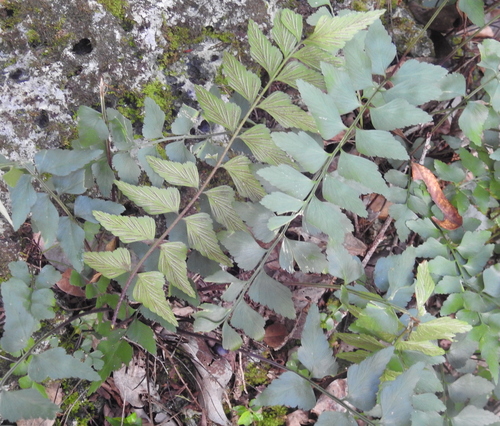 How to identify Asplenium falcatum Lam.