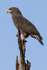 Western Banded Snake Eagle photo 5