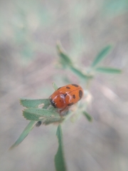 Clytra atraphaxidis