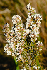 Amphithalea speciosa