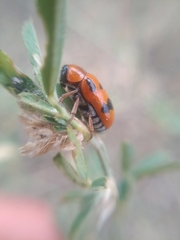 Clytra atraphaxidis