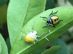 Rhynchocoris