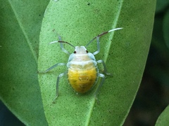 Rhynchocoris