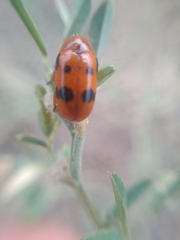 Clytra atraphaxidis