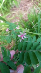 Indigofera pseudotinctoria