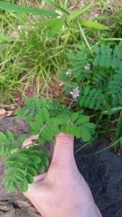 Indigofera pseudotinctoria