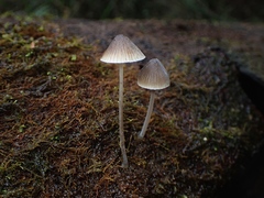Mycena austrofilopes