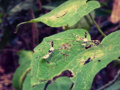 Insecta