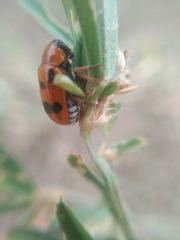 Clytra atraphaxidis