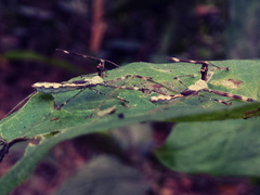 Insecta