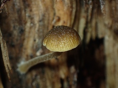 Simocybe phlebophora
