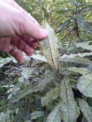 Quintinia serrata