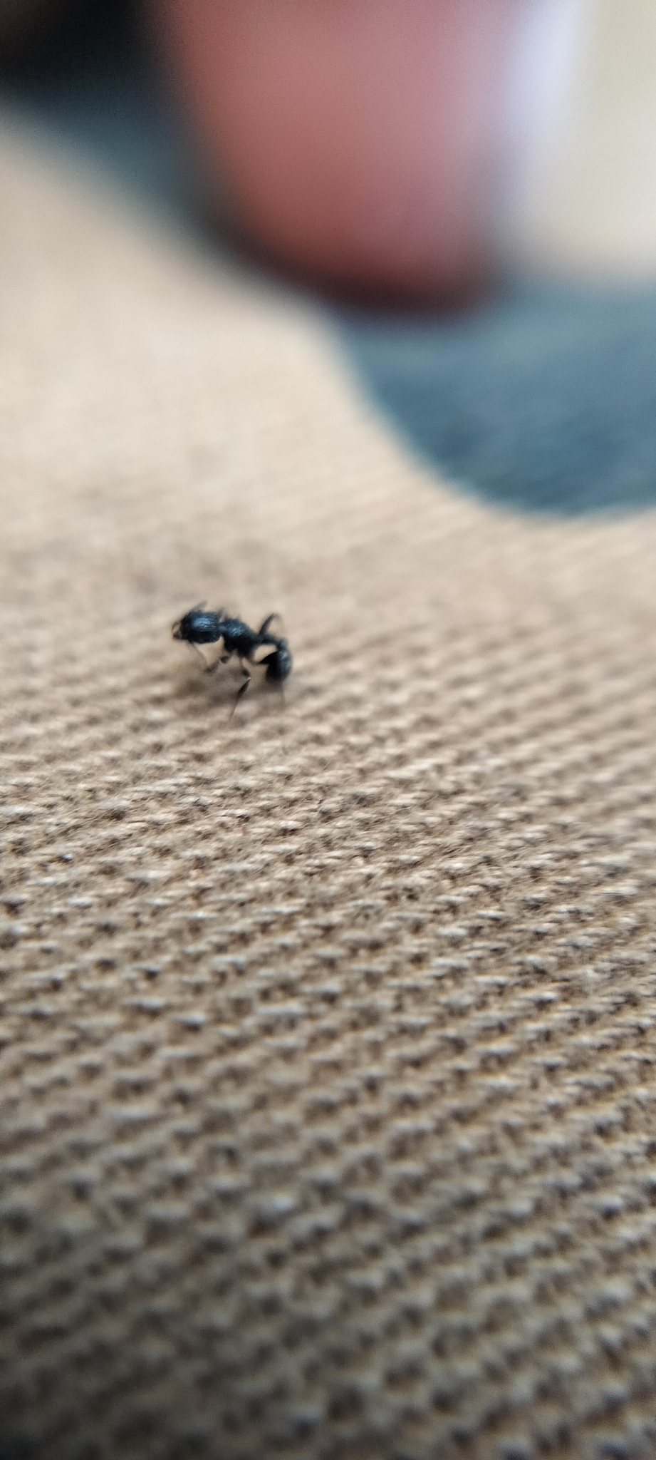 Tetramorium hitagarciai