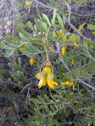 Image of Sophora chrysophylla by no rights reserved