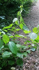 Boehmeria sieboldiana