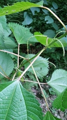Boehmeria sieboldiana