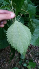 Boehmeria sieboldiana