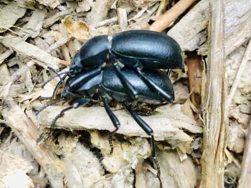 California Broad-necked Darkling Beetle photo 2