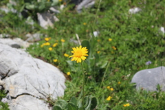 Senecio doronicum
