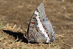 Charaxes pelias