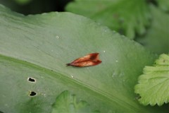 Dichomeris ustalella