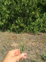 Digitaria cognata