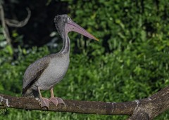 Spot-Billed Pelican photo 3