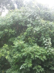Rhus copallinum