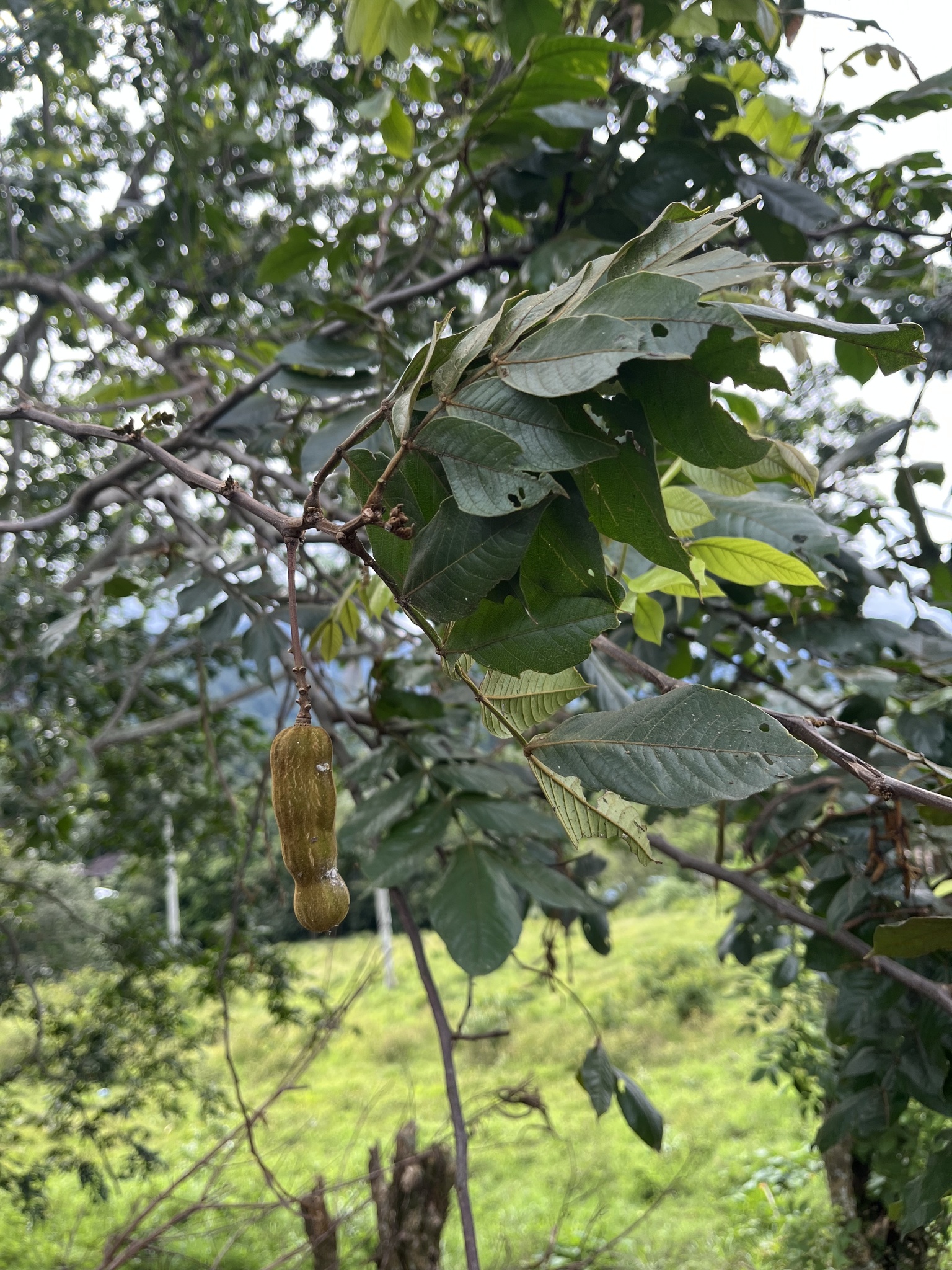 Imagem de Ingá