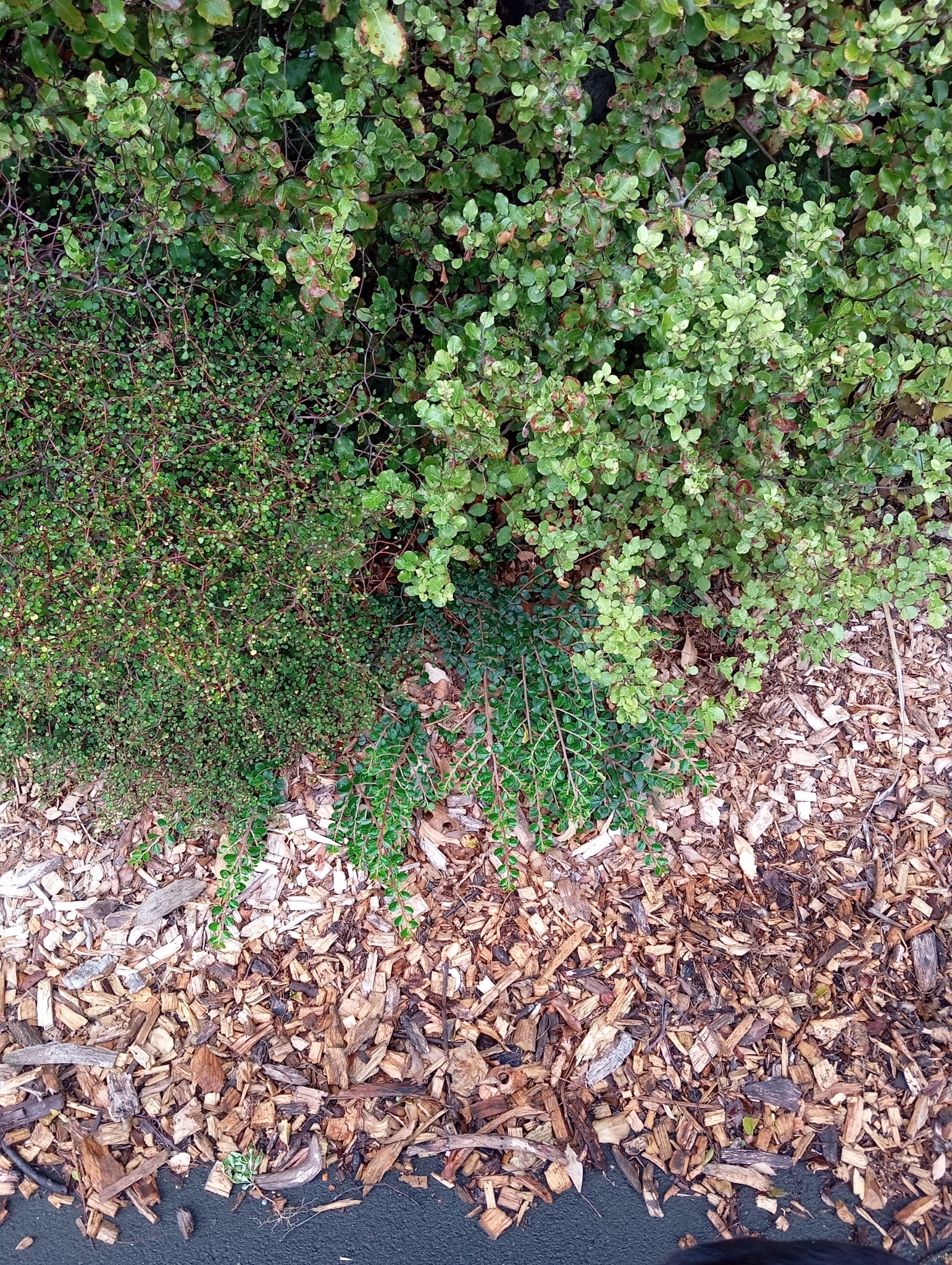 Imagem de Cotoneaster