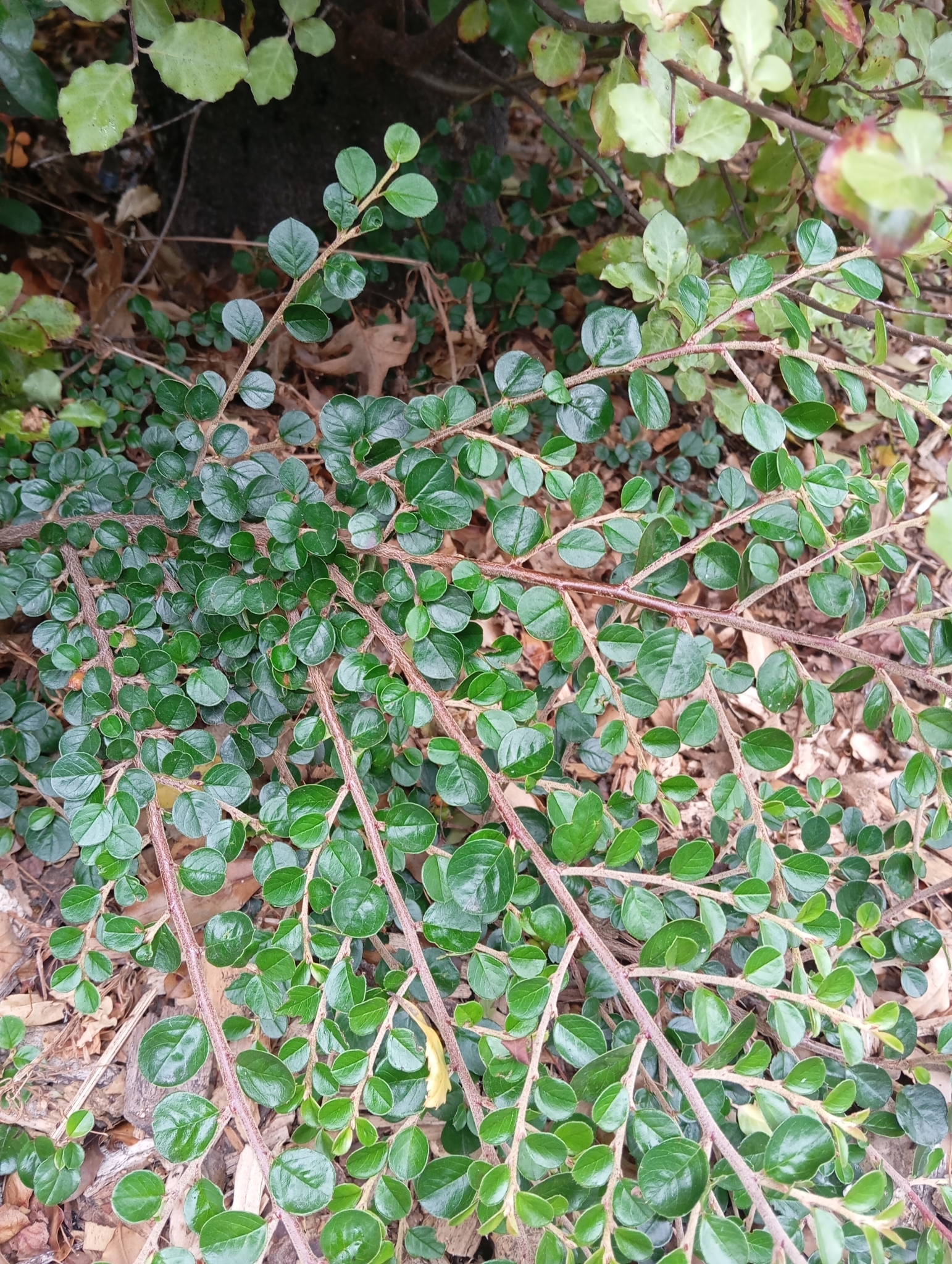 Imagem de Cotoneaster