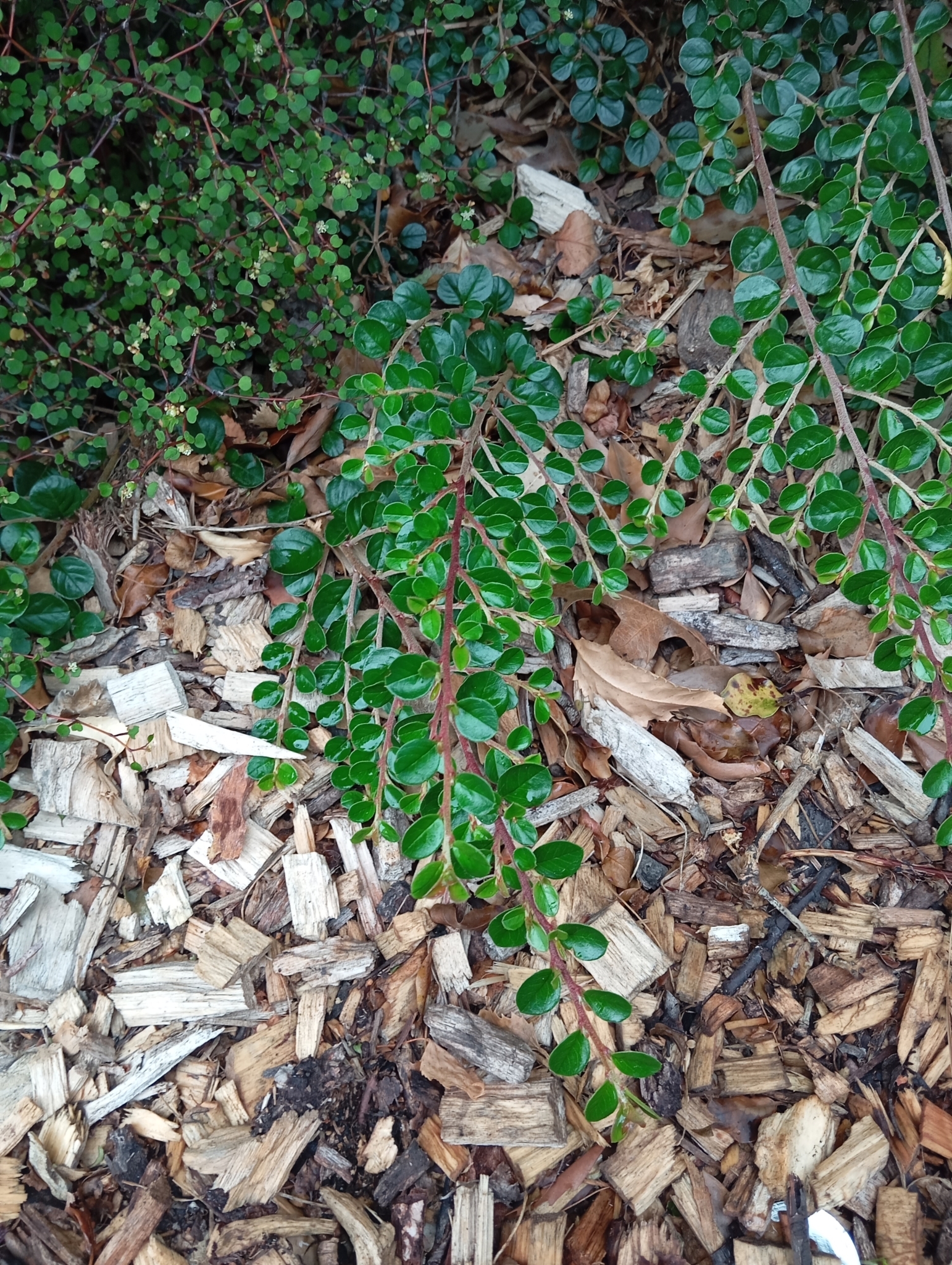 Imagem de Cotoneaster