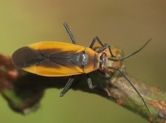 Lopidea