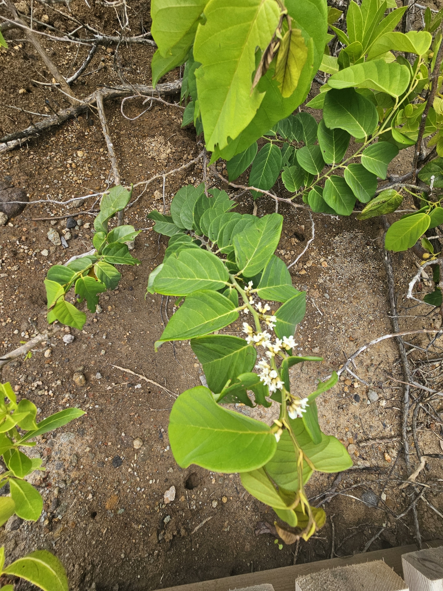 Imagem de Jacarandá-do-mangue